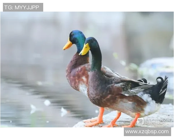 足球明星因其独特风格被亲切称为鸭子揭示了体育界的趣味与魅力